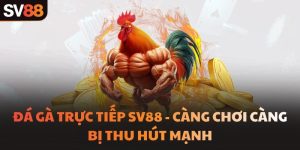 Đá gà trực tiếp SV88 - Càng chơi càng bị thu hút mạnh