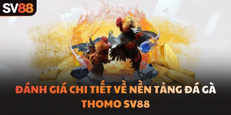 Đánh giá chi tiết về nền tảng đá gà Thomo SV88