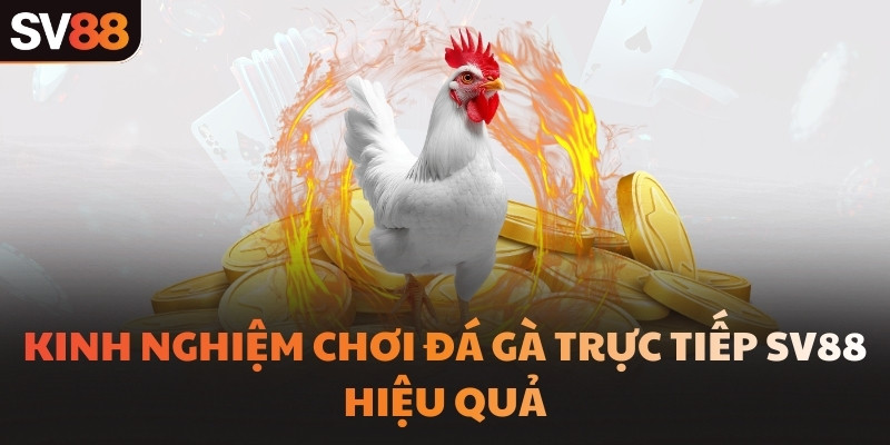 Kinh nghiệm chơi đá gà trực tiếp SV88 hiệu quả